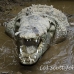 crocodile_american_tar_h_1584_cos2587.jpg